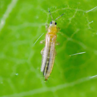 StrataGreen - Solution Finder - Pests - Chilli Thrip