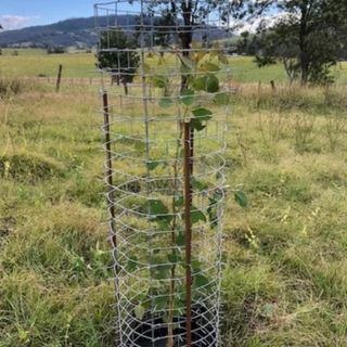 Ekidna Tree Guard