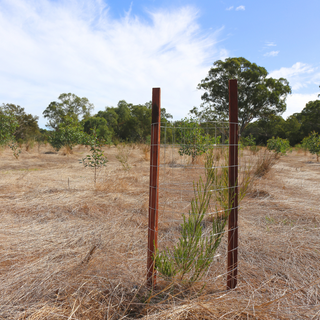 Mesh Kangaroo/Wallaby Tree Guard - 20/pack