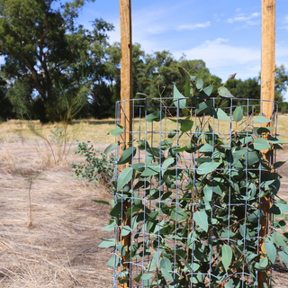 Thorny Devil Spiked Cattle/Sheep Tree Guard – 20/Pack
