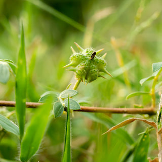 StrataGreen - Solution Finder - Weeds - Caltrop