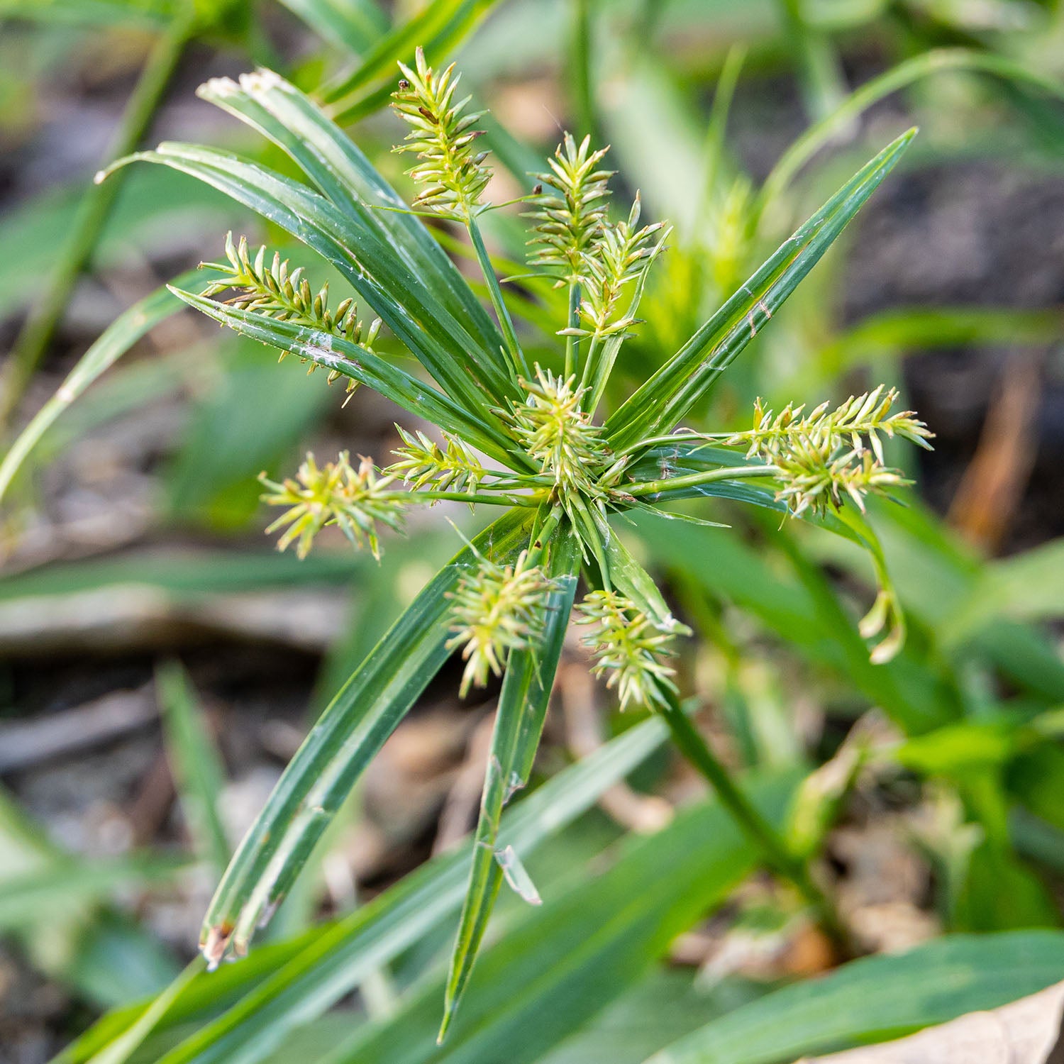 Nut Rass Nutgrass โ StrataGreen