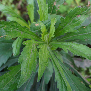 StrataGreen - Solution Finder - Weeds - Fleabane