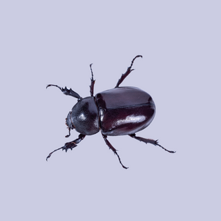 StrataGreen - Solution Finder - Pests - African Black Beetle