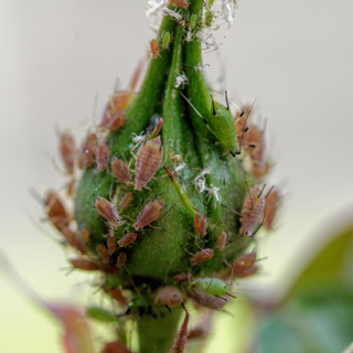 StrataGreen - Solution Finder - Pests - Aphids