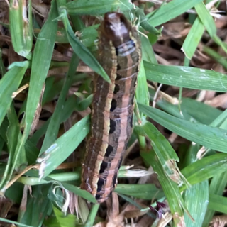 StrataGreen - Solution Finder - Pests - Armyworm