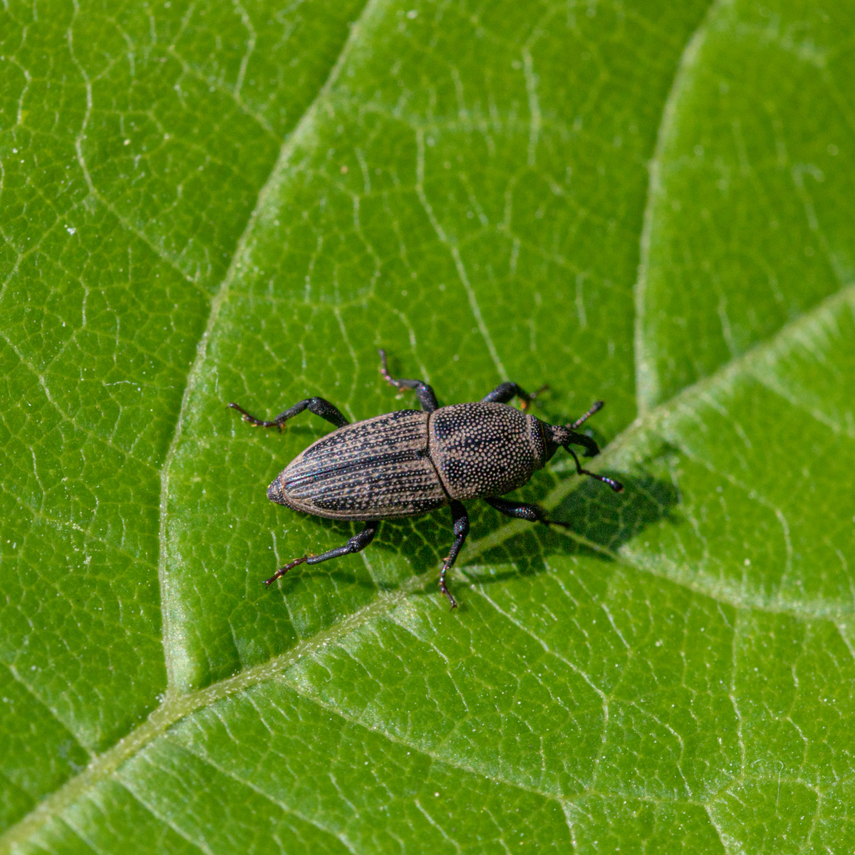 Billbug – StrataGreen