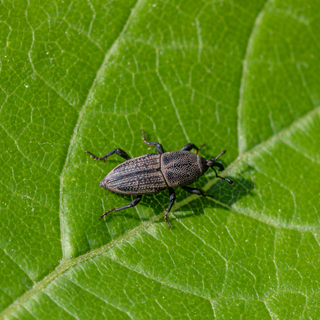 StrataGreen - Solution Finder - Pests - Billbug