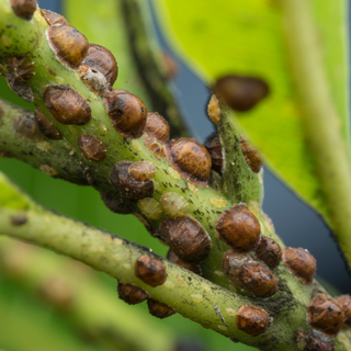 StrataGreen - Solution Finder - Pests - Brown Scale