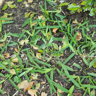 StrataGreen - Solution Finder - Weeds - Buffalo Grass