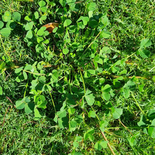 StrataGreen - Solution Finder - Weeds - Clover