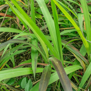 Couch Grass