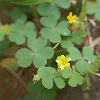 StrataGreen - Solution Finder - Weeds - Creeping Oxalis