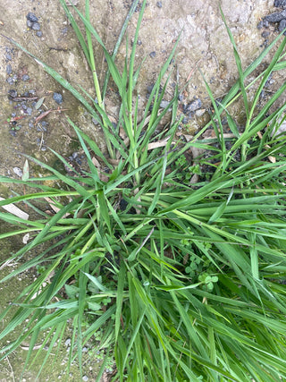 Crowsfoot Grass