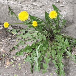 StrataGreen - Solution Finder - Weeds - Dandelion