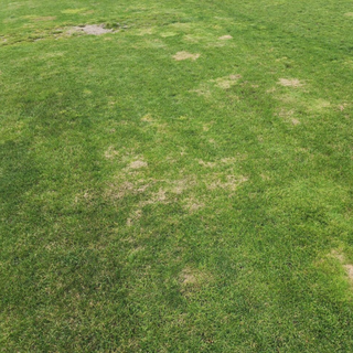 StrataGreen - Solution Finder - Fungi - Diseases - Dollar Spot