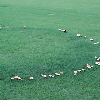 StrataGreen - Solution Finder - Fungi - Diseases - Fairy Ring