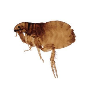 Fleas