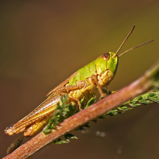 StrataGreen - Solution Finder - Pests - Grasshopper