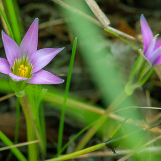 StrataGreen - Solution Finder - Weeds - Guildford Grass