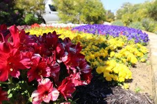 Spring Garden Planting Guide: How to Prepare Garden Beds for Healthy, Vibrant Growth
