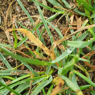 StrataGreen - Solution Finder - Fungi - Diseases - Leaf Spot