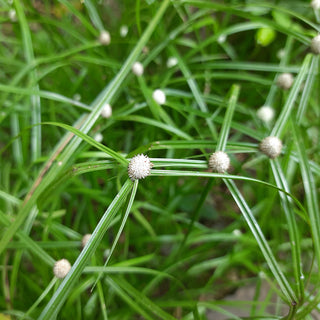 StrataGreen - Solution Finder - Weeds - Mullumbimby Couch