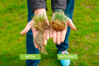 From Trees to Turf: TerraCottem at Work Across New Zealand