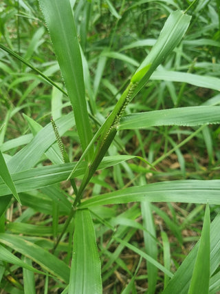 StrataGreen - Solution Finder - Weeds - Paspalum