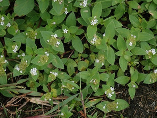 Mexican Clover