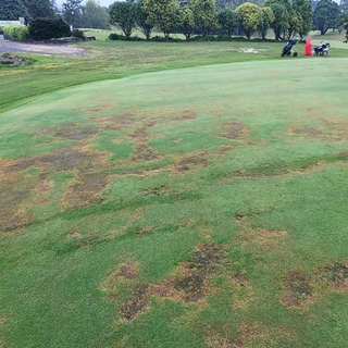 StrataGreen - Solution Finder - Fungi - Diseases - Pythium 