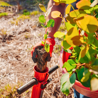 Revegetation & Tree Planting: Setting Projects Up for Success in the Year Ahead