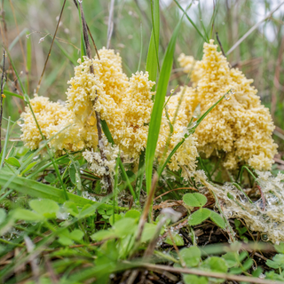 StrataGreen - Solution Finder - Fungi - Diseases - Slime Mould