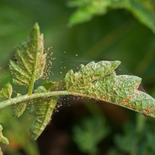 StrataGreen - Solution Finder - Pests - Spider Mite