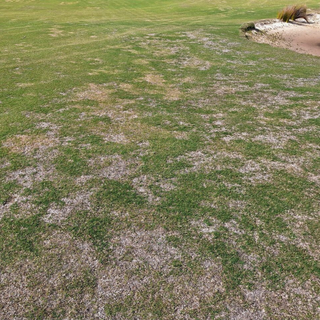 StrataGreen - Solution Finder - Fungi - Diseases - Spring Dead Spot