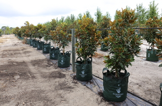Spring Propagation: Growing New Plants From Cuttings and Divisions