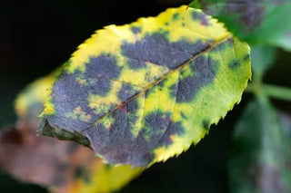 Black Spot