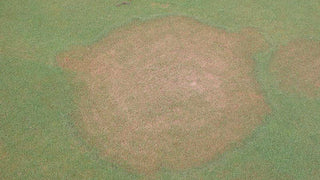 Brown Patch