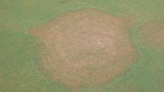 Brown Patch