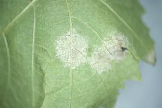 Downey Mildew