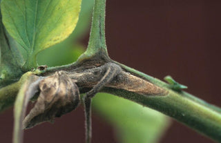 Grey Mould