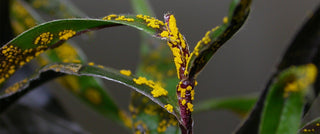 Myrtle Rust