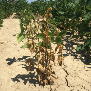 Phytophthora Root Rot