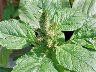 Pigweed