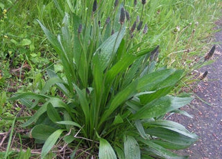 Plantain