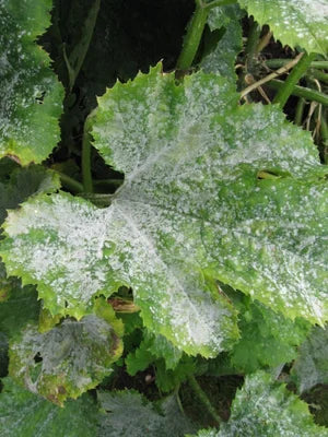 Powdery Mildew