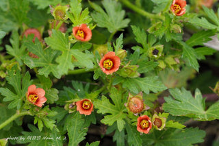 Red Flowered Mallow