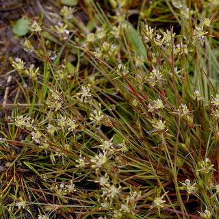 Toad Rush