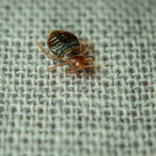 Bedbugs