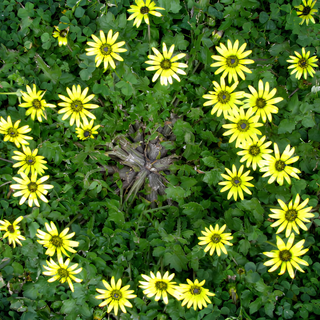Capeweed